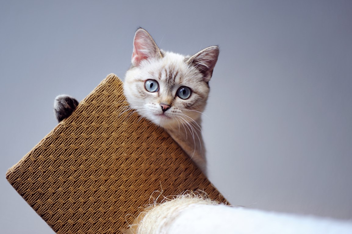 Saiba como usar a catnip para ajudar seus felinos!