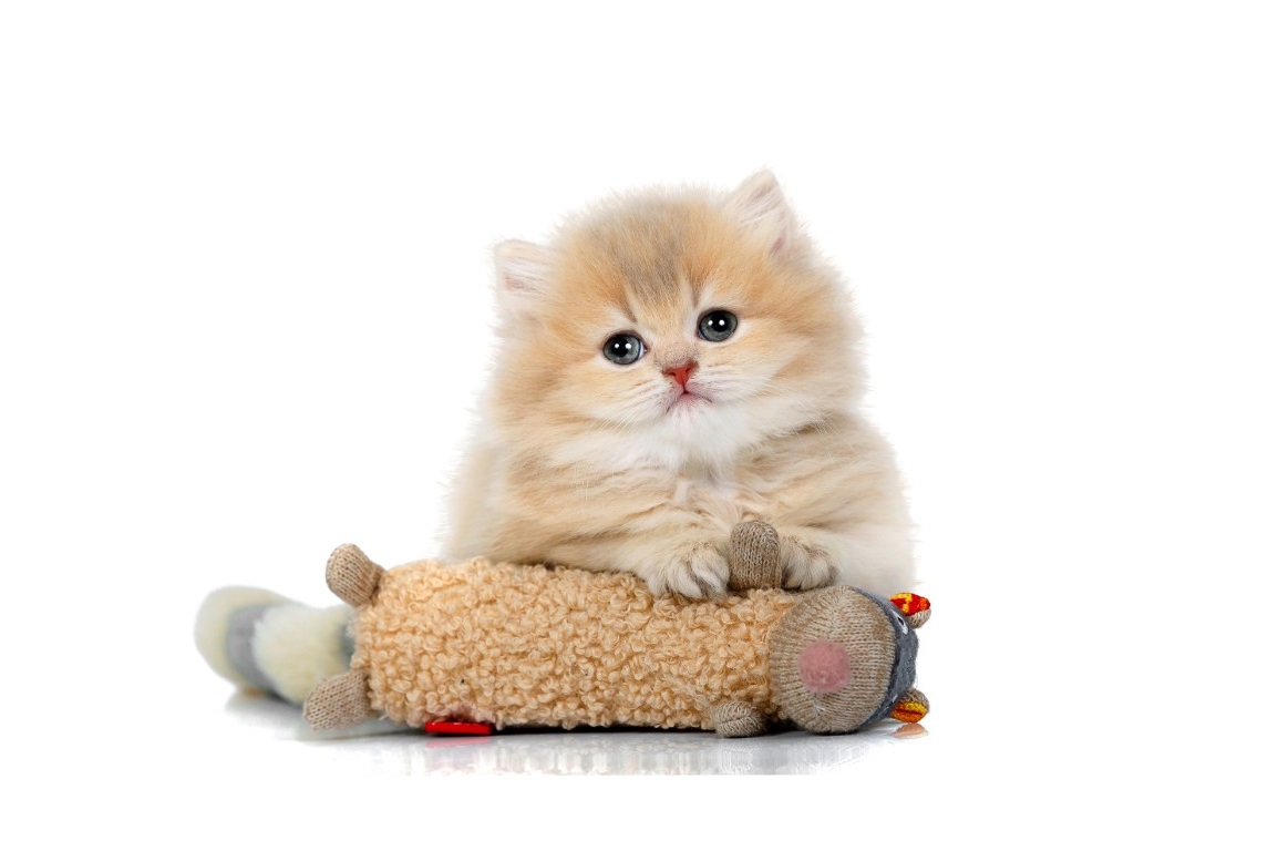 Descubra como usar catnip em seus gatos!